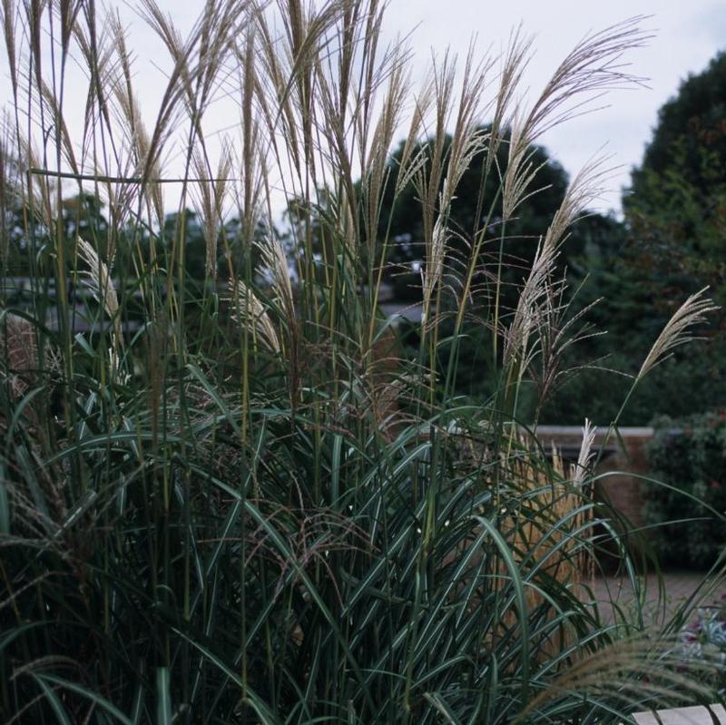 Miscanthus sinensis Goliath