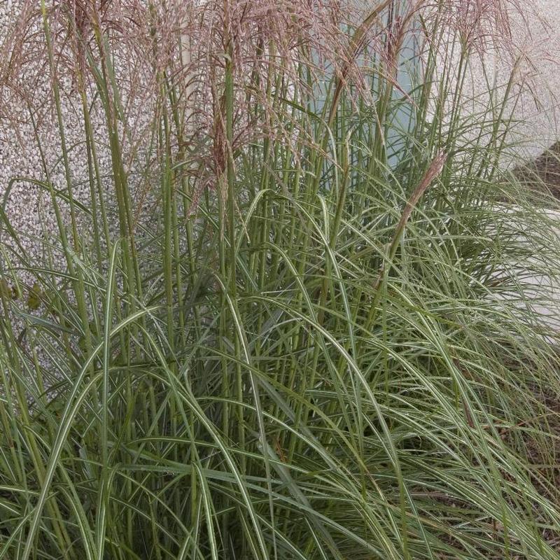 Miscanthus sinensis Graziella