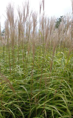 Miscanthus sinensis Huron Blush