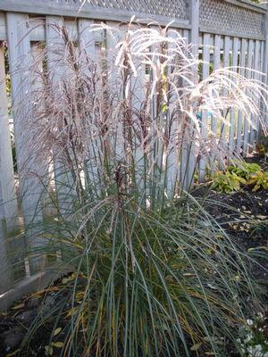 Miscanthus sinensis Huron Sunrise