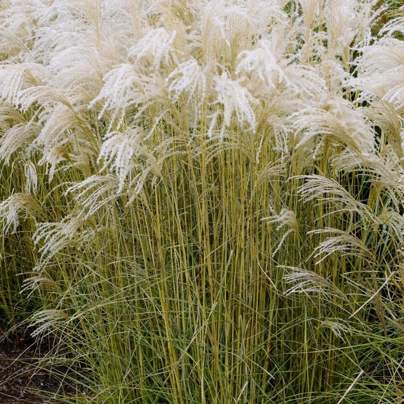 Miscanthus sinensis Kleine Fontaine