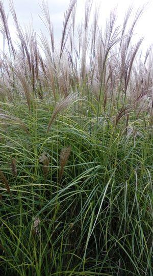 Miscanthus sinensis Nippon