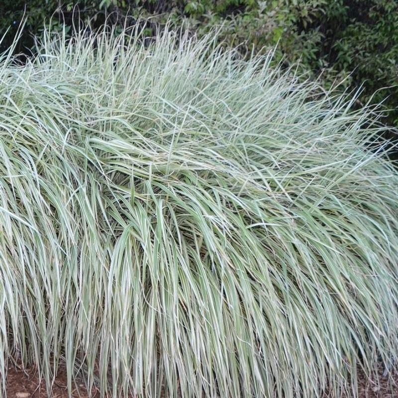 Miscanthus sinensis Rigoletto