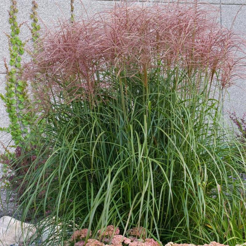 Miscanthus sinensis Rotsilber