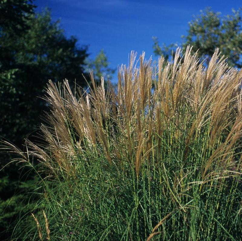 Miscanthus sinensis Sarabande