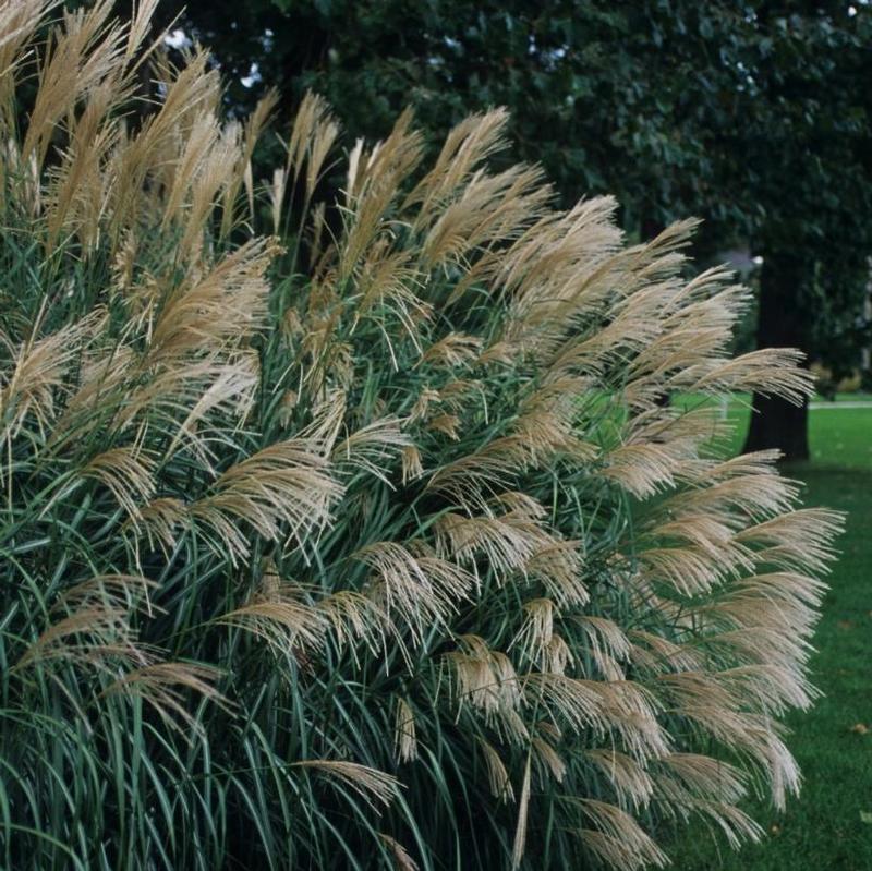 Miscanthus sinensis Silberfeder