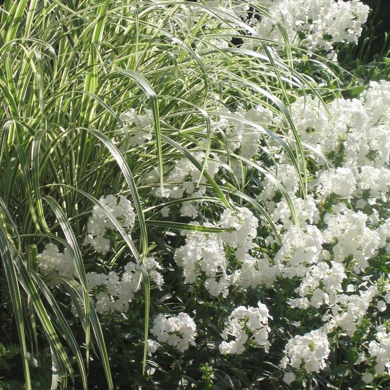 Miscanthus sinensis Variegatus