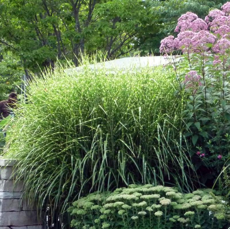 Miscanthus sinensis Zebrinus