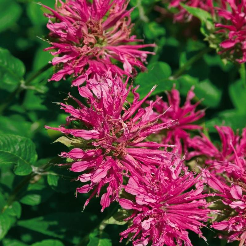 Monarda didyma AChall