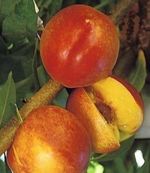 Nectarine Harko