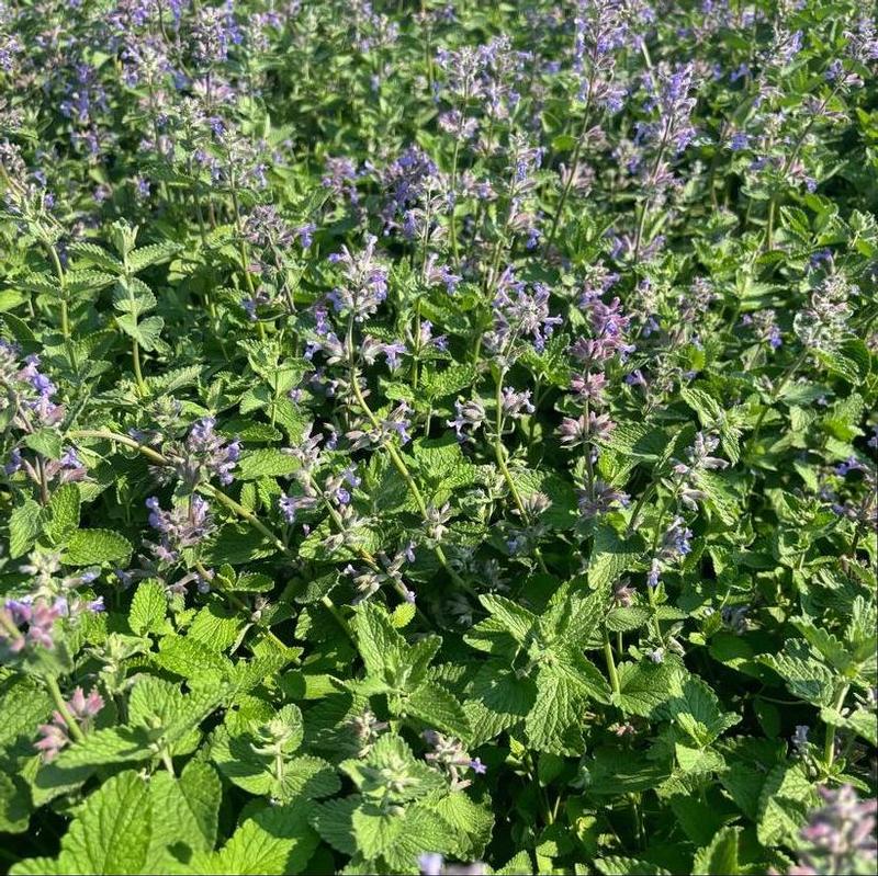 Nepeta mussinii 