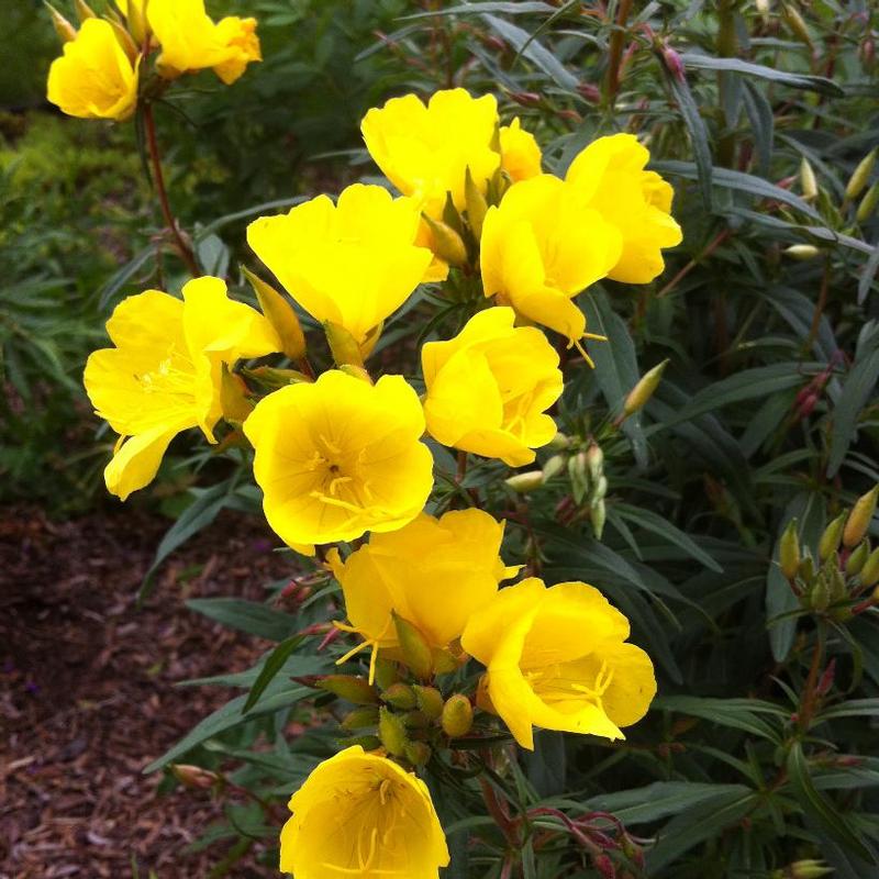 Oenothera fruticosa Fyrverkeri