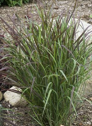 Panicum virgatum Prairie Winds® Cheyenne Sky