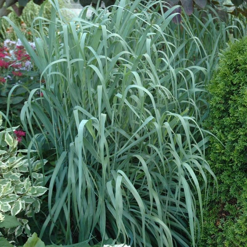 Panicum virgatum Dallas Blues