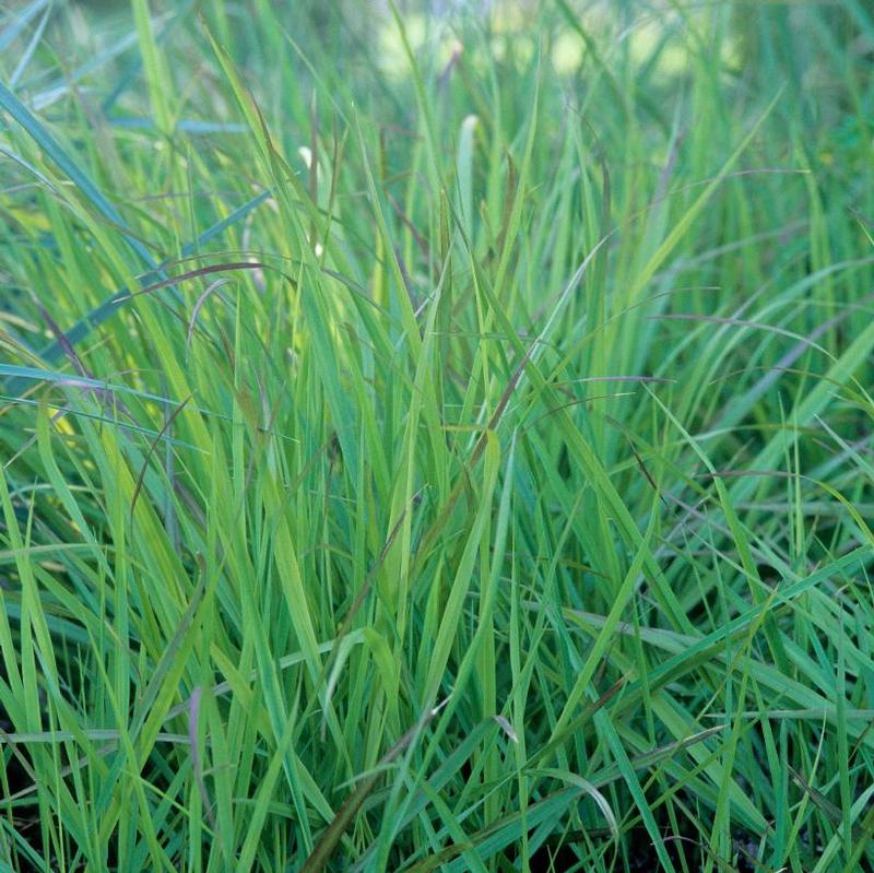 Panicum virgatum Hanse Herms