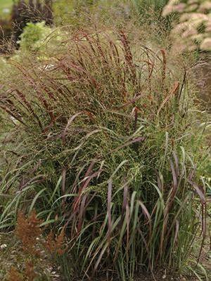 Panicum virgatum Prairie Fire