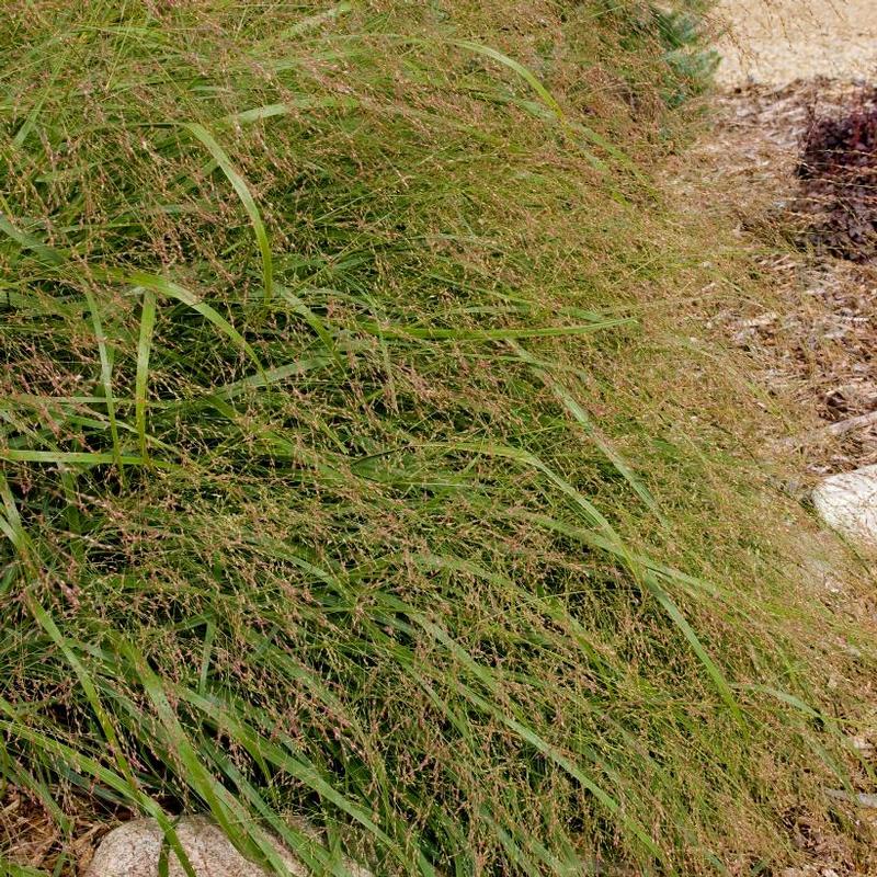 Panicum virgatum Prairie Sky