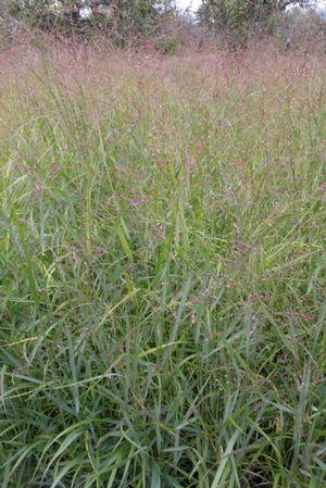 Panicum virgatum Rotstrahlbusch