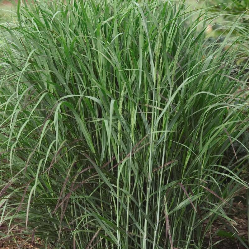 Panicum virgatum Shenandoah