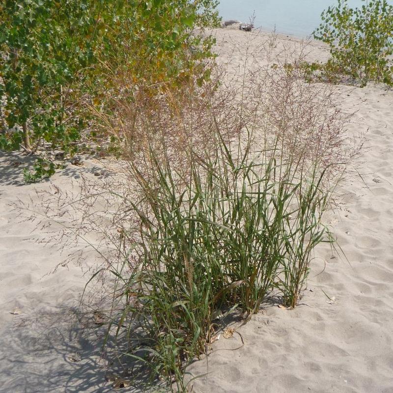 Panicum virgatum 