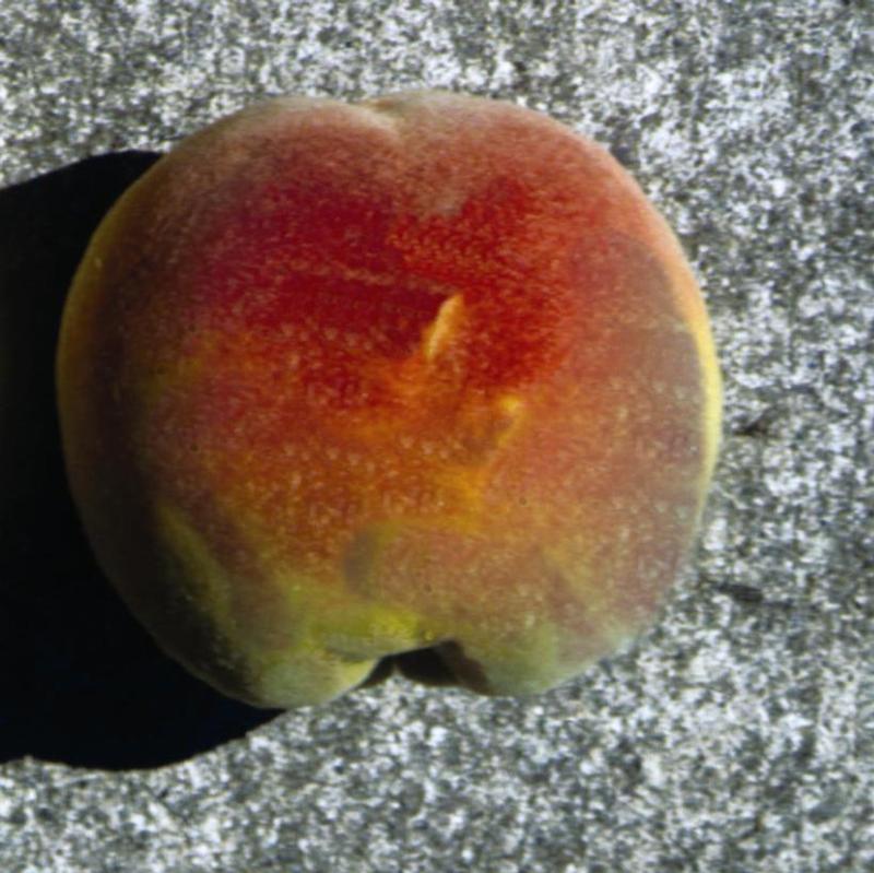 Peach Reliance