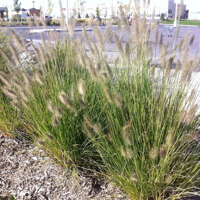 Pennisetum alopecuroides Hameln