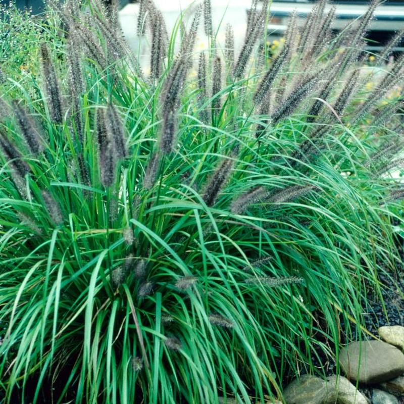 Pennisetum alopecuroides Moudry