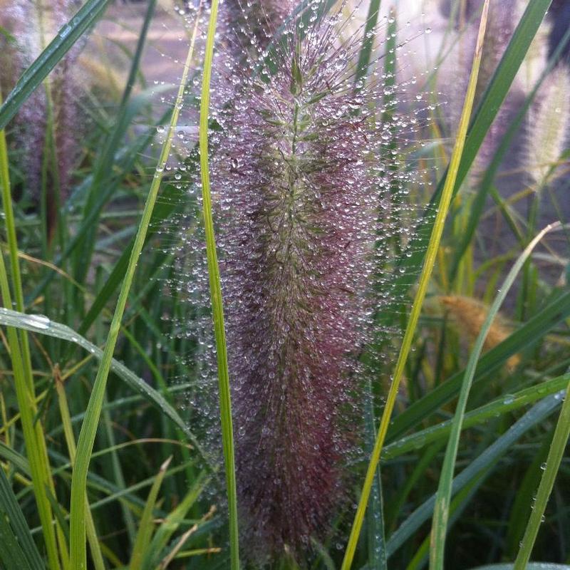 Pennisetum alopecuroides Red Head