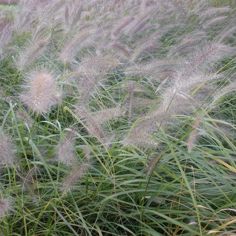 Pennisetum alopecuroides 