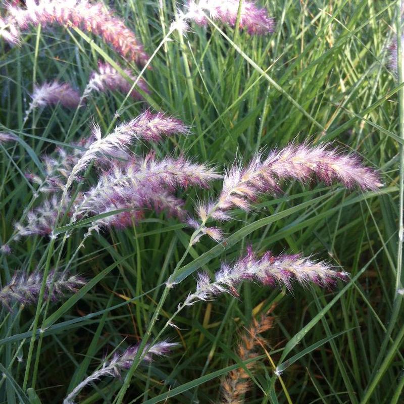 Pennisetum orientale Karley Rose