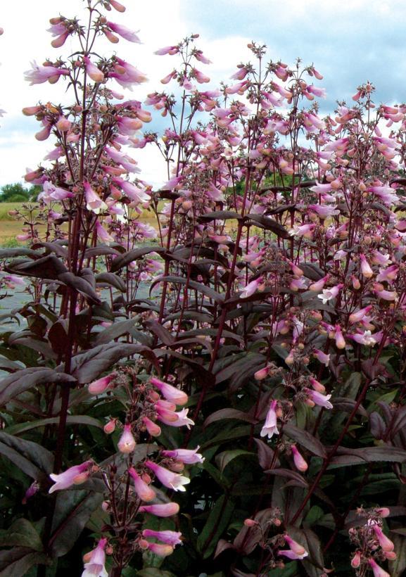 Penstemon digitalis Dark Towers