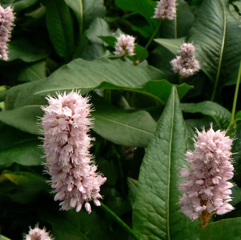 Persicaria bistorta Superba