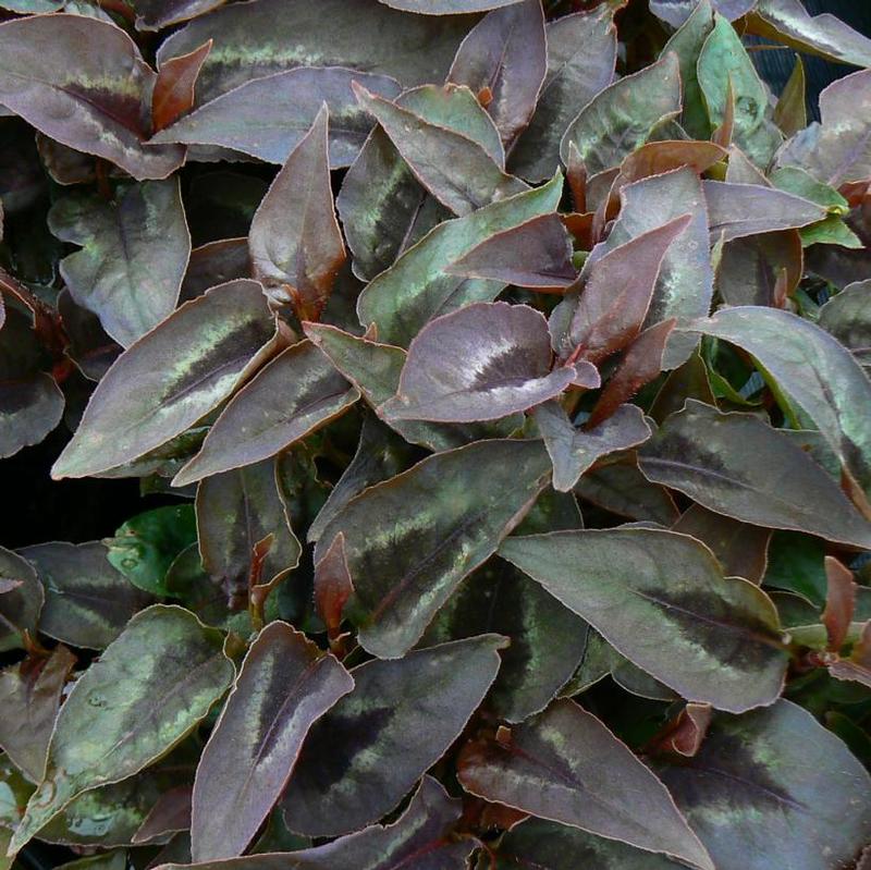 Persicaria microcephala Chocolate Dragon