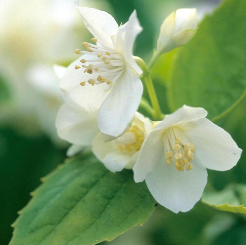 Philadelphus coronarius Aureus