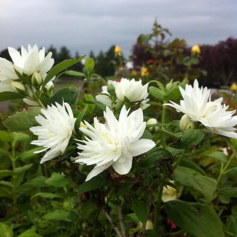 Philadelphus x Miniature Snowflake