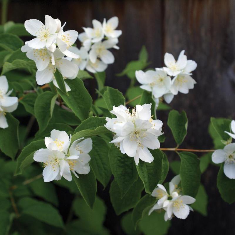 Philadelphus x virginalis 