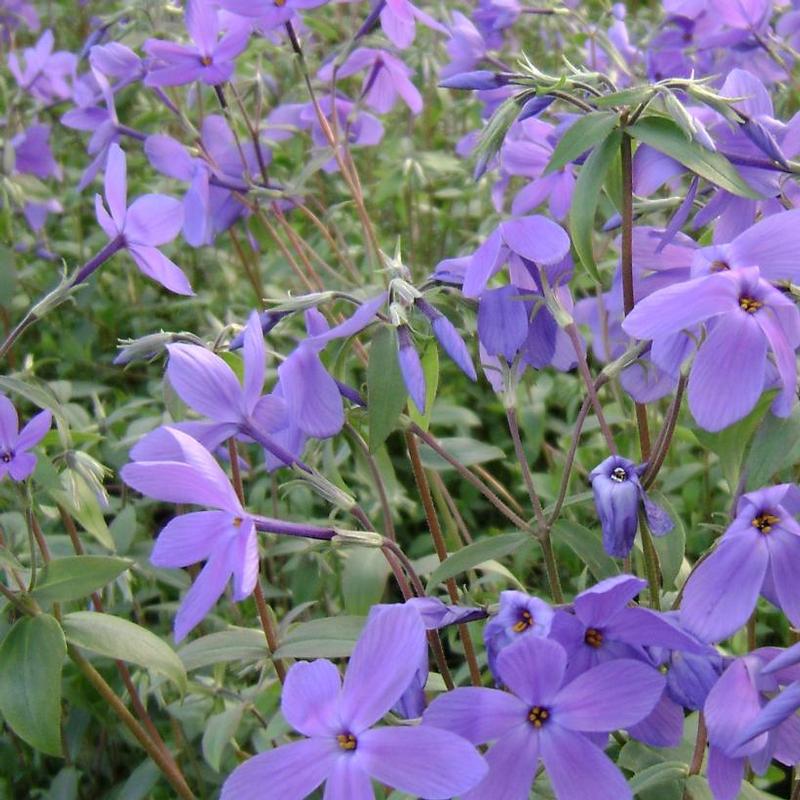 Phlox stolonifera Sherwood Purple