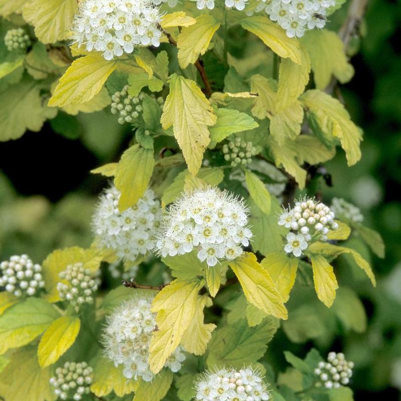 Physocarpus opulifolius Dart's Gold