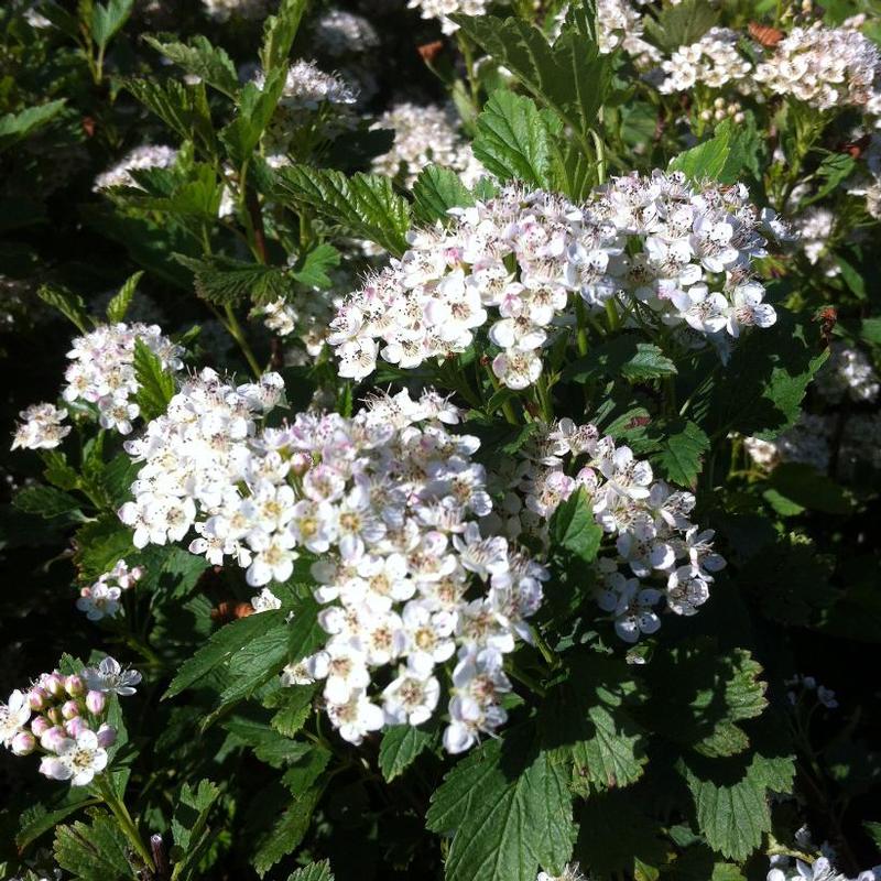 Physocarpus opulifolius Nanus