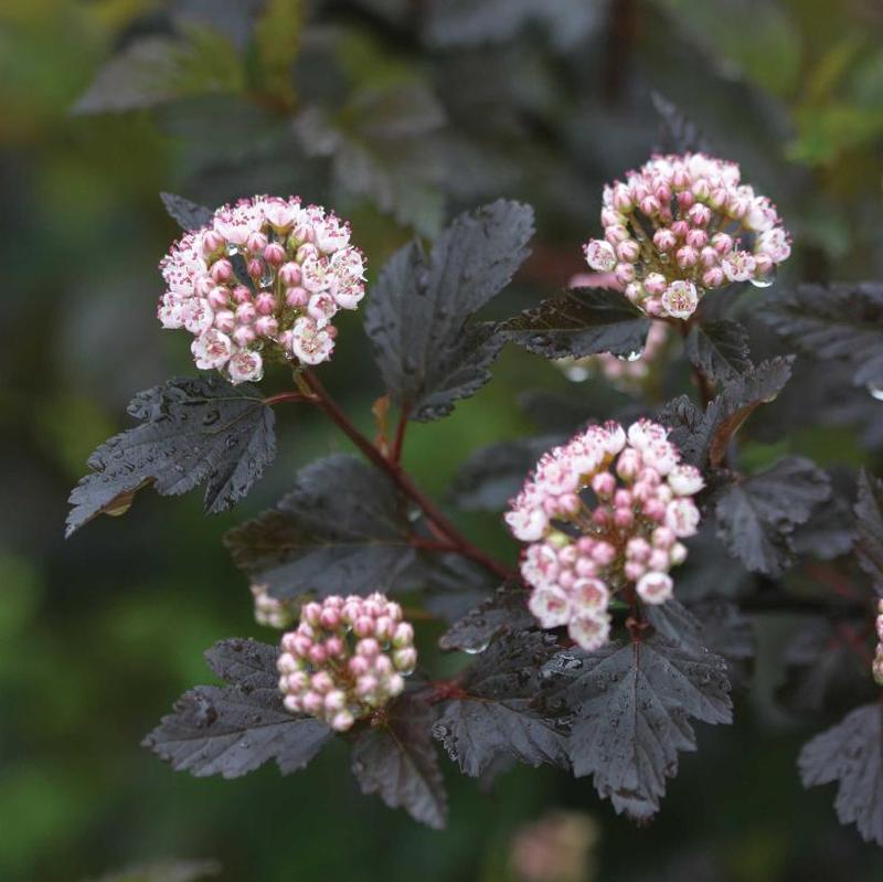 Physocarpus opulifolius Seward