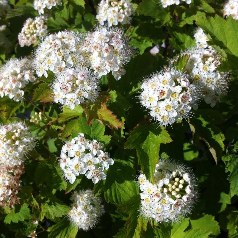 Physocarpus opulifolius 