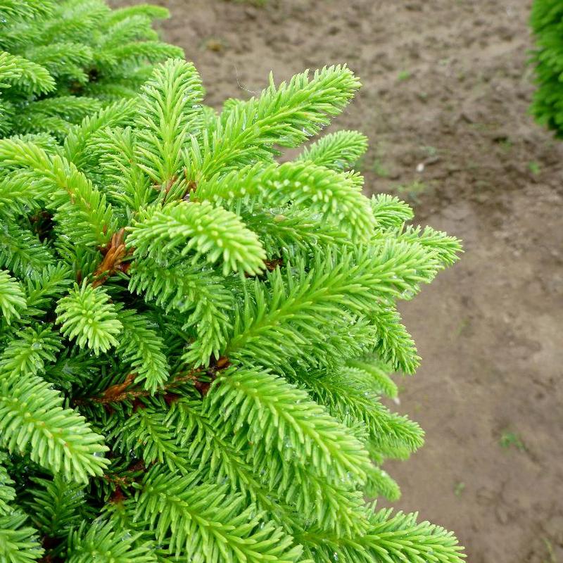 Picea abies Little Gem