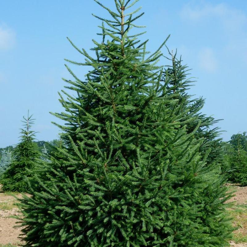 Picea glauca 