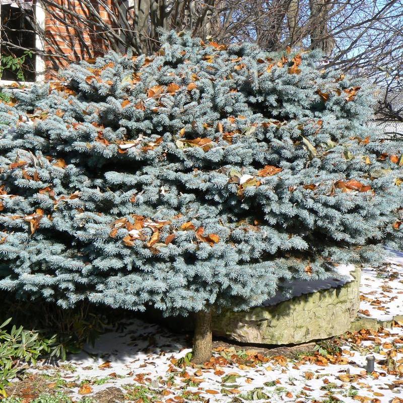 Picea pungens Glauca Globosa