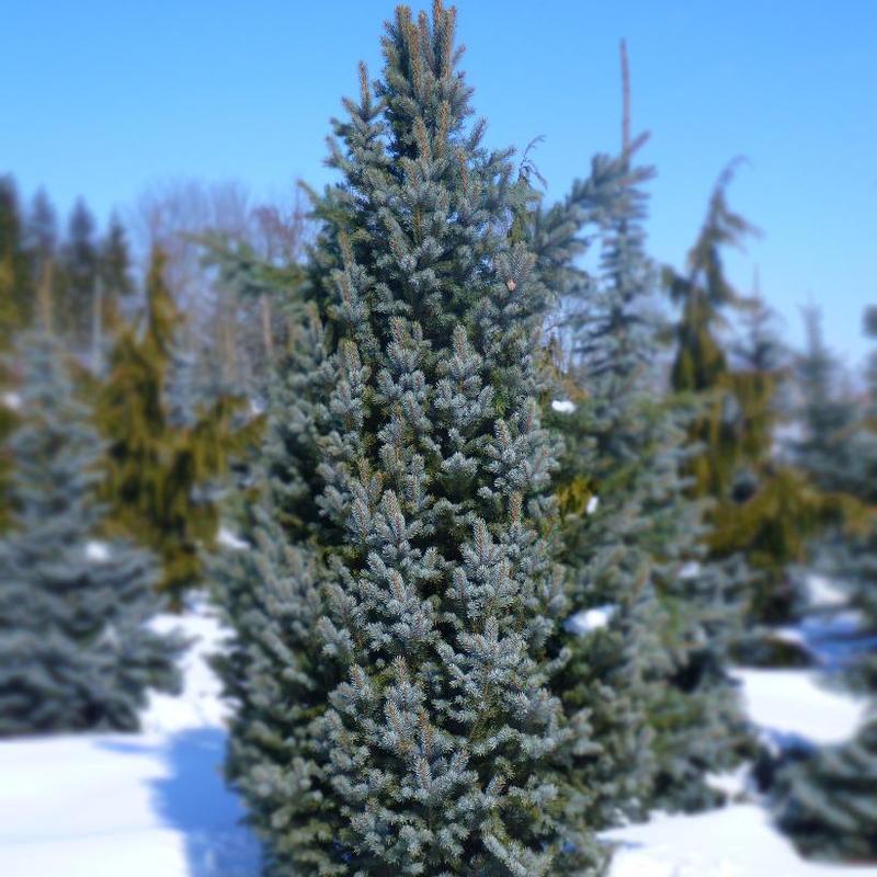 Picea pungens Iseli Fastigiate