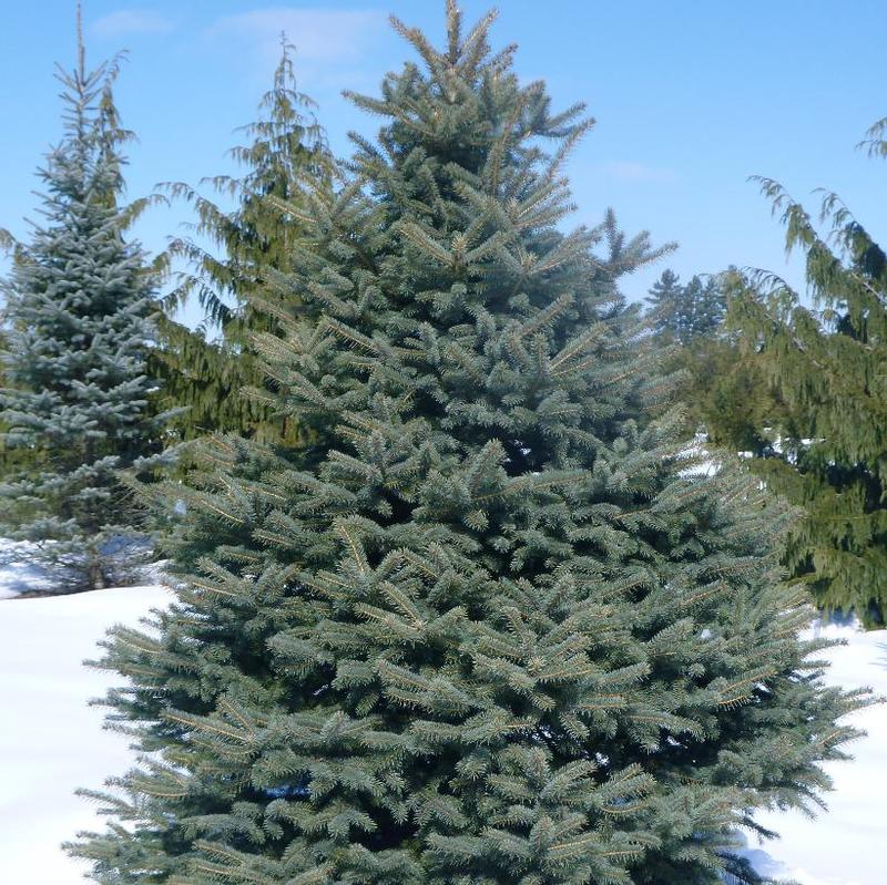 Picea pungens 