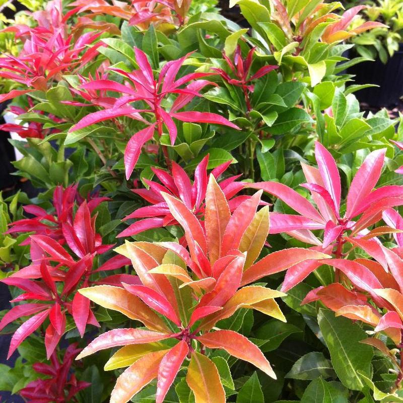 Pieris japonica Mountain Fire