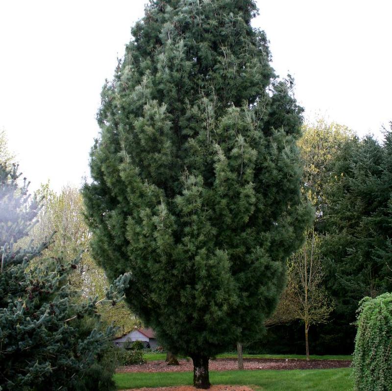 Pinus strobus Fastigiata