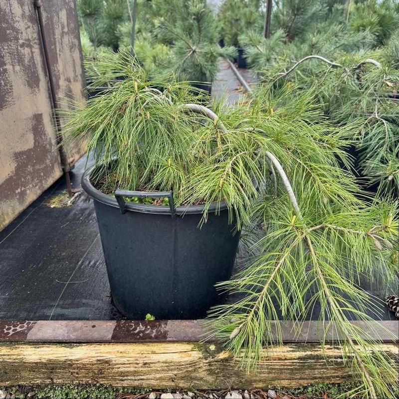 Pinus strobus Prostrata