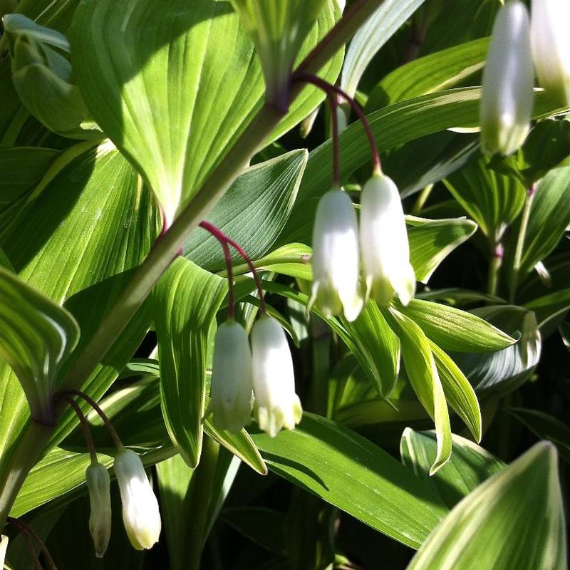 Polygonatum odoratum Variegatum